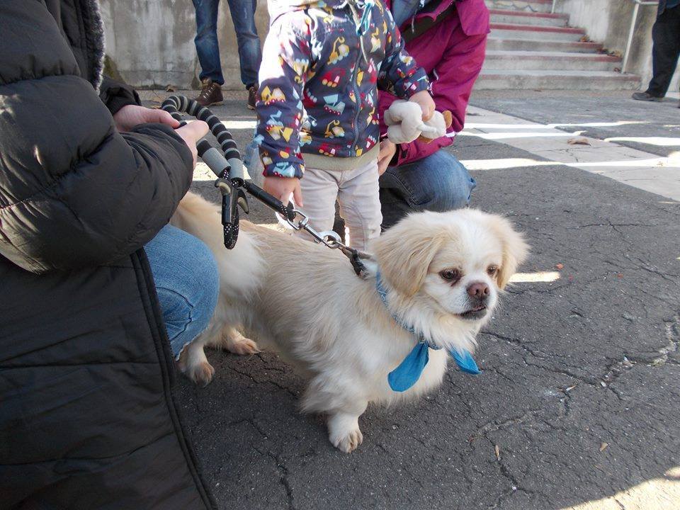 Menhely létesül Kazincbarcikán