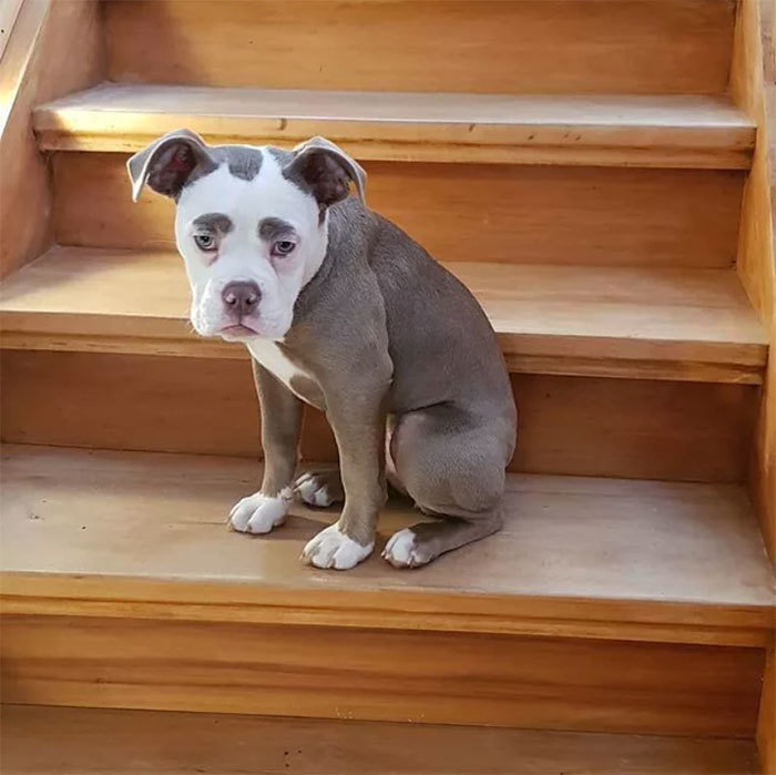 Különleges alakú foltja miatt folyton szomorúnak tűnik a bulldog