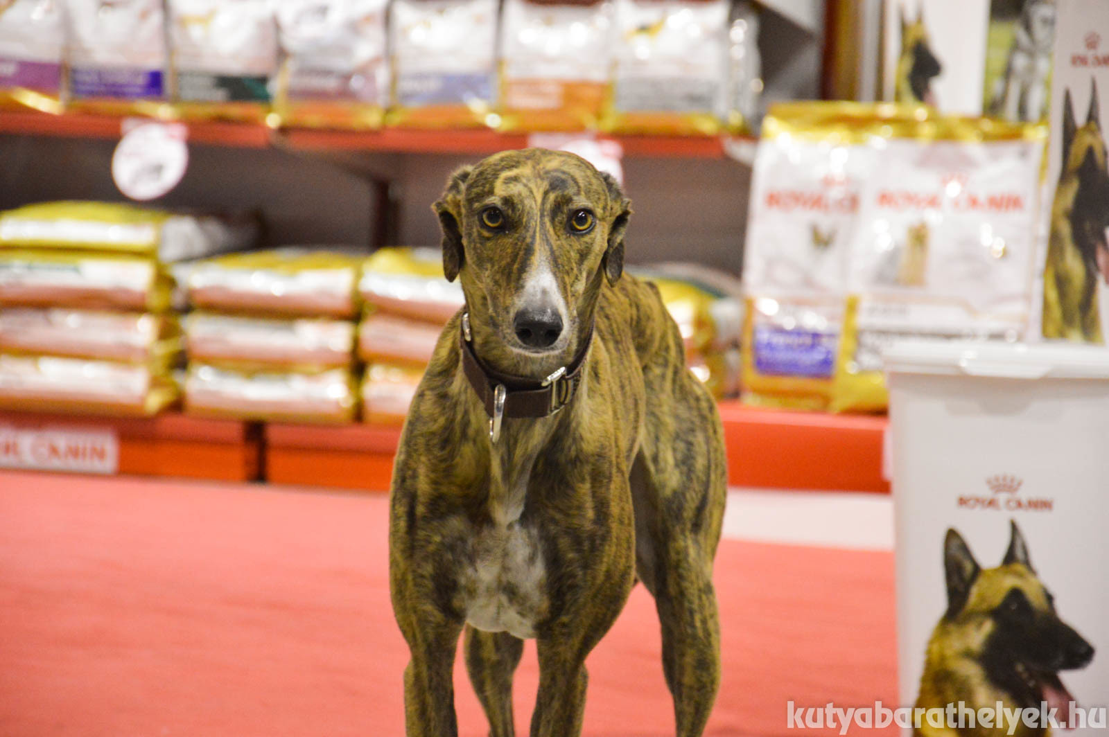 Sok kutya is a gazdájával tartott az expora