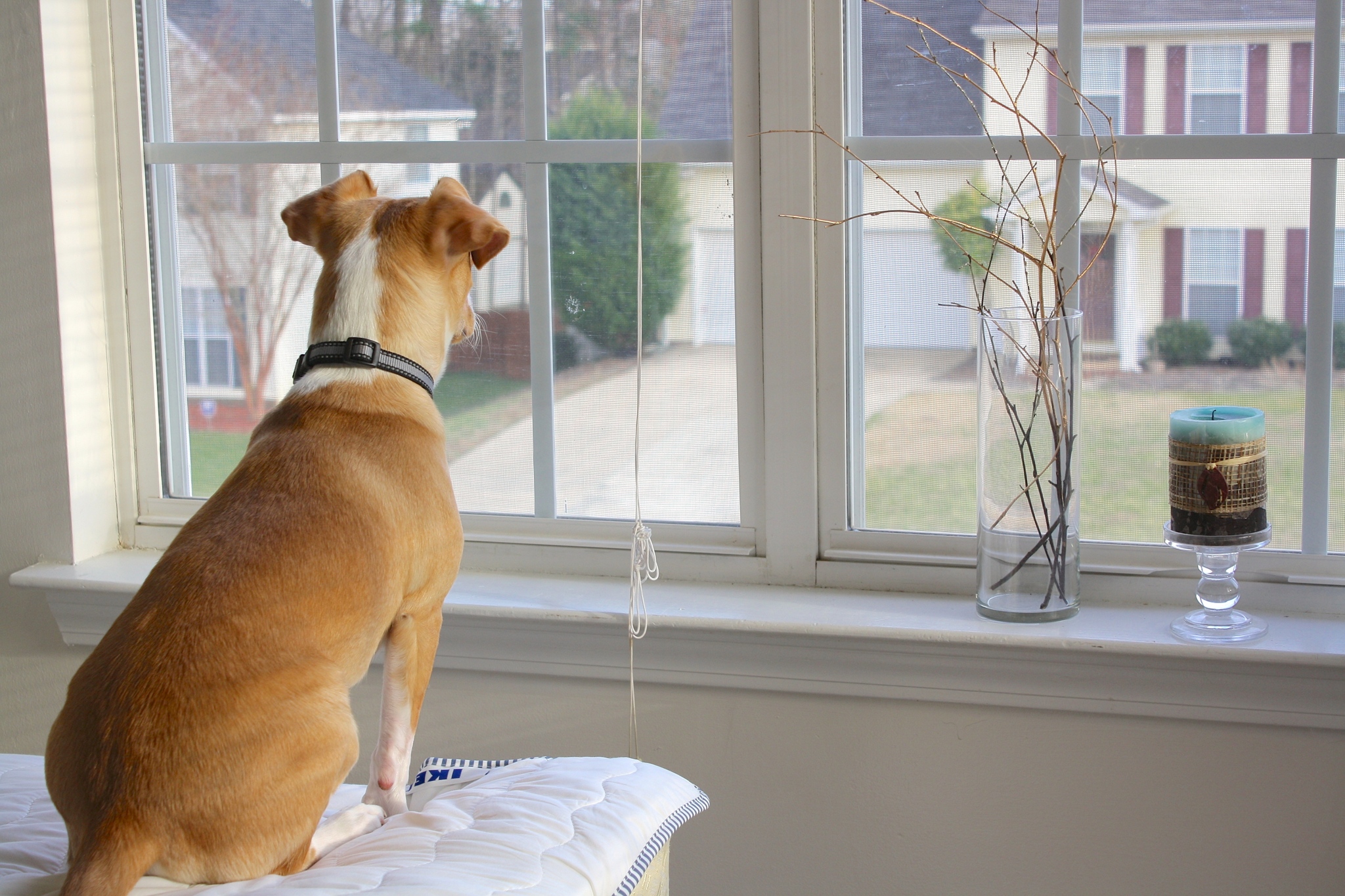 Kutya az ablak előtt ülve vár