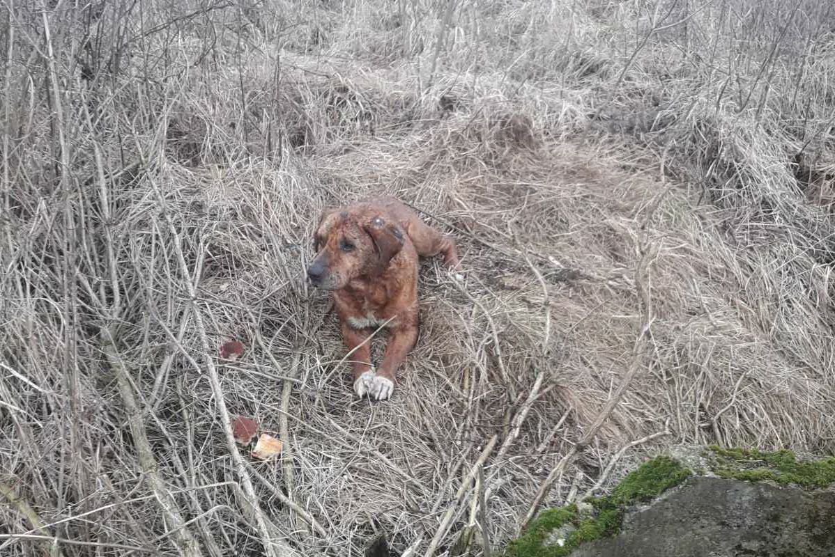 Tíz méter mély kútból mentették ki a kutyát a tűzoltók