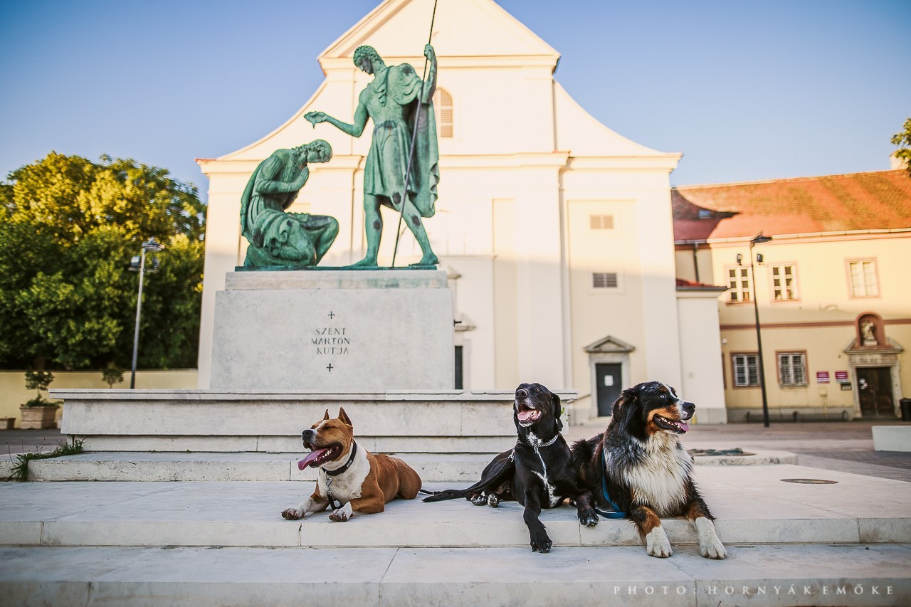 Kutyaséta Szombathelyen - a meglévő futtatókat felújítja a város, és a terv szerint újakat is ki fognak jelölni
