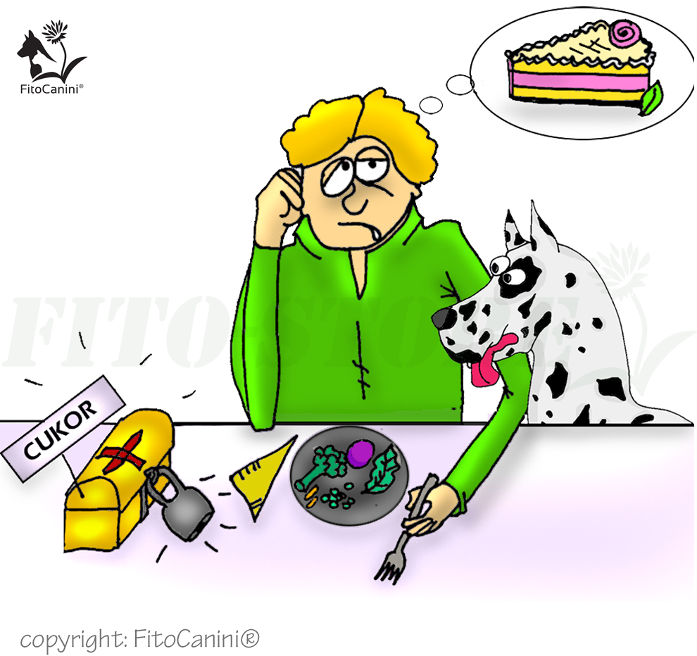 Karácsonyi cukorvarázs és kutyánk jóléte