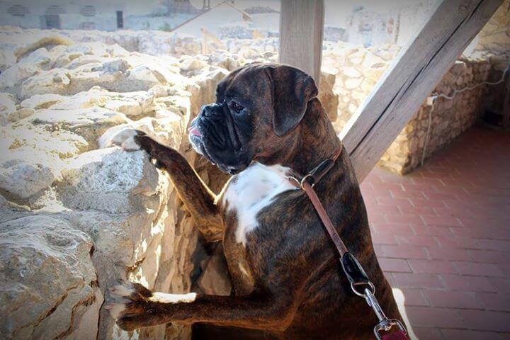 Lara, a boxer is szépen javul, mióta a gazdái huminsavat adnak neki eledele kiegészítőjeként