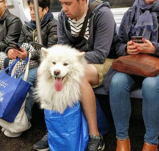 A legnagyobb ebek is utazhatnak ezzel a módszerrel a metrón - hacsak nem futnak bele egy házsártos ellenőrbe