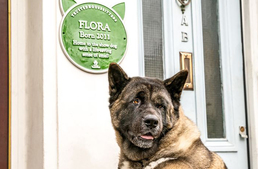 Emlékplaketteket kapnak házukra a különleges házi kedvencek Angliában