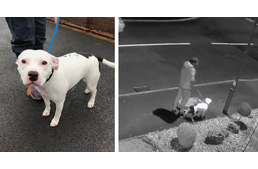 Ő a karácsony legszívtelenebb embere - az ünnep előtt tette ki kutyáját