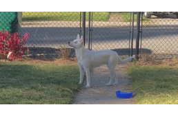 Így várja haza a süket és vak kutyus a gazdáját