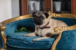 Ebbel szebb az élet! - kutyás mozifilm-ajánló