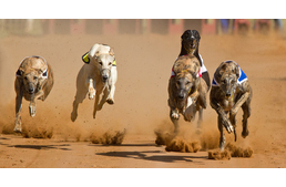 Betiltják Floridában az agárversenyeket