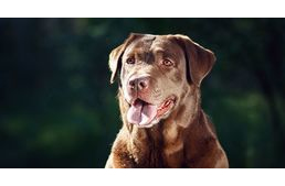 A kutyák is tisztában vannak azzal, ha nem tudnak valamit 