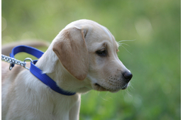 Vakon bízni – Kölykök voltunk