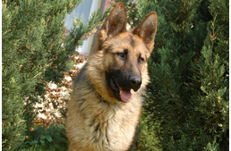 Farkasból családtag