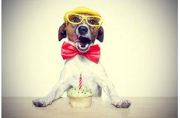 Kutyatorta házilag az EBképesztő szülinapokért!