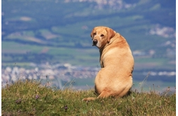 Mitől hízik a kutyám?