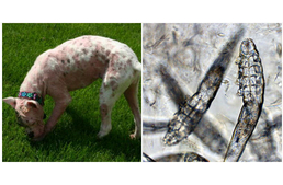 Atka: a para parazita