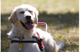 Vakvezető ABC – H, mint hám