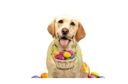  5 „vétó” a kutyajó Húsvét érdekében