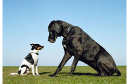 SOS! Milyen kutyám legyen?