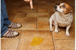 Szobatisztaság szeminárium II. rész