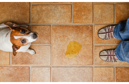 Szobatisztaság szeminárium I. rész