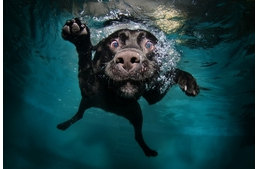 A víz réme, vagy a rémes víz?