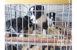 97 kölyökkutyát szállítottak volna papírok nélkül külföldre - a Nébih állította le a fuvart