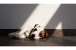 Termékvisszahívás a Fressnapfnál