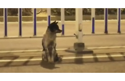 Végtelen hűség: 80 napja várja vissza elhunyt gazdiját a kutya