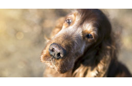 6 dolog, amit az öreg kutyák jobban tudnak a fiatalabbaknál