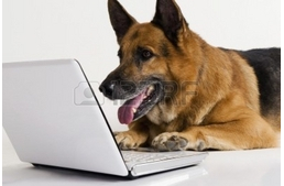 Van otthon wifi? Lehet, hogy a kutyája is használná