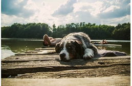 Még több kutyabarát vízpart!