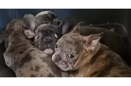 Közel 20 kölyökkutyát mentettek csempészektől az állatvédők és a rendőrök Közel 20 kölyökkutyát mentettek csempészektől az állatvédők és a rendőrök