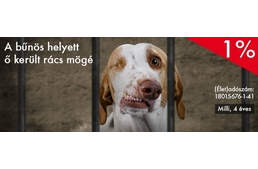 A Rex Alapítvány is várja az 1%-okat!