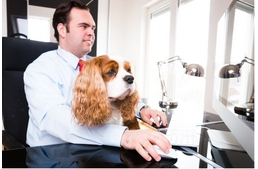 10 ok, miért vidd magaddal a kutyád a munkahelyedre!