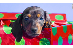 Nem játék a kutya karácsonyra