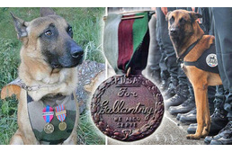 Kitüntetést kap Diesel, a hős rendőrkutya