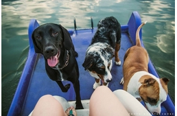 Friss lista a kutyabarát strandokról!