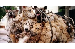 Dél-Korea bírósága: nem lehet kutyát ölni annak húsáért