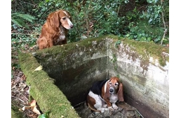 Az igazi kutyahűség - nem tágított bajba jutott társa mellől