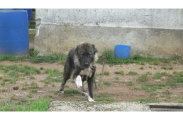 Megmenthették volna a kutyát...