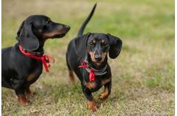 Ilyen volt a II. Tacskó Találkozó!