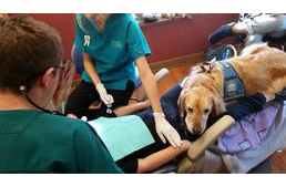 Mit keres egy golden retriever egy fogászati rendelőben?