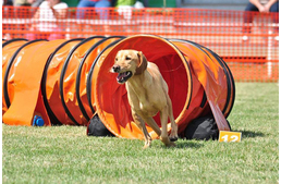 Gimely, a rohamjelző kutya