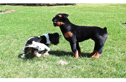 A Te kutyád megijedne egy plüss kutyától?