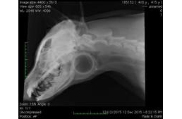 Végzetes balesethez is vezethet a kutya játéka