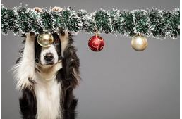 Így kívánt Boldog Karácsonyt egy magyar fotós