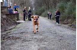 A kutya kiment sétálni, majd véletlenül lefutotta a félmaratont!