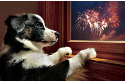 Hogyan óvjuk kutyáinkat Szilveszterkor?