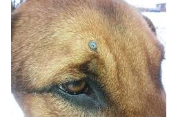 Rufusz, a fejbelőtt kutya gazdit keres